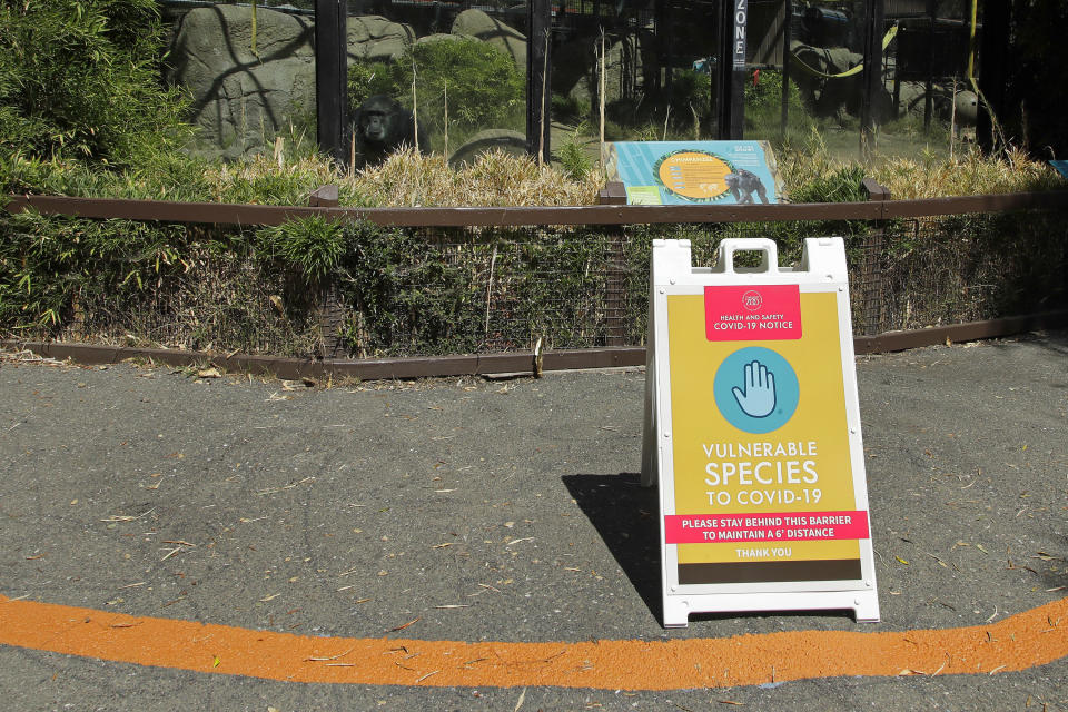 A chimpanzee peers out of enclosure behind a sign displaying the species is vulnerable to Covid-19 at the Oakland Zoo on July 2, 2020, in Oakland, Calif. Zoos and aquariums from Florida to Alaska are struggling financially because of closures due to the coronavirus pandemic. Yet animals still need expensive care and food, meaning the closures that began in March, the start of the busiest season for most animal parks, have left many of the facilities in dire financial straits. (AP Photo/Ben Margot)