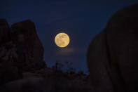 <p>Joshua Tree National Park, CA - May 25: Clouds surround the super flower moon rising above rocks and Joshua Trees , on its way to the full eclipse and blood moon phase Tuesday, May 25, 2021 in Joshua Tree National Park, CA. This occurs when the moon enters Earths shadow and turns a blood red color during a total lunar eclipse, the first in more than two years visible from the United States. (Allen J. Schaben / Los Angeles Times via Getty Images)</p> 
