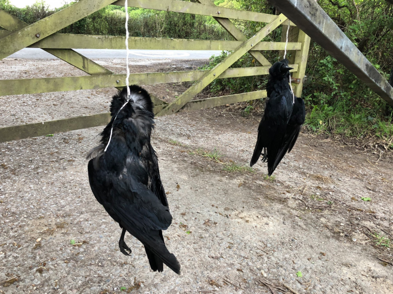Crows hanged outside BBC presenter Chris Packham’s home amid farmer anger at bird shooting ban
