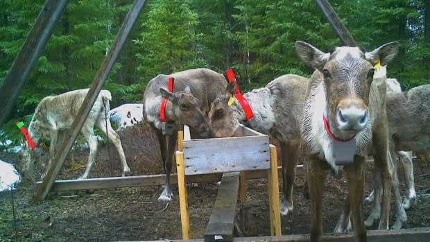 The new calf brings the total number of caribou in Val-d'Or to 7 after one died over the winter of unknown causes.  (Ministry of Forests, Wildlife and Parks - image credit)