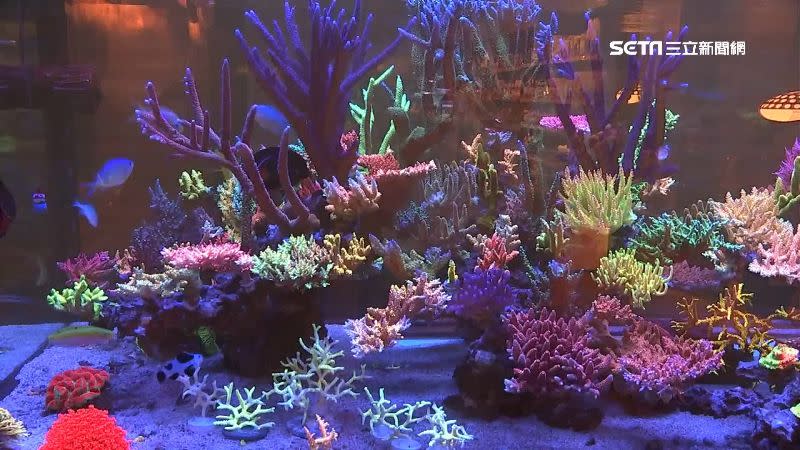 台中有水族業者在店內養殖了100多種珊瑚，珊瑚加上設備就要價500萬。