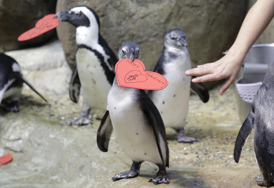 Aquarium biologist Piper Dwight hands out heart shaped valentines to African penguins at the California Academy of Sciences in San Francisco, Tuesday, Feb. 12, 2019. The hearts were handed out to the penguins who naturally use similar material to build nests in the wild. (AP Photo/Jeff Chiu)