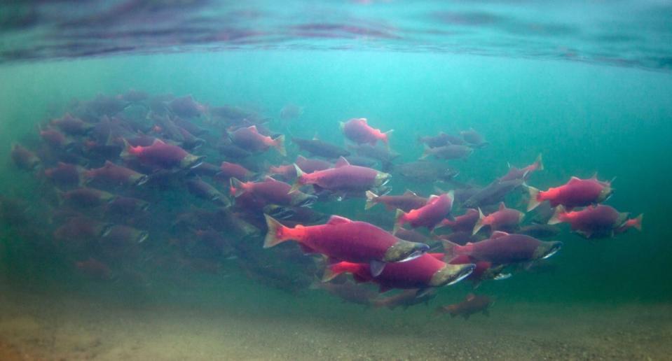 Salmón rojo, lago Iliamna, Bahía de Bristol Bay, Alaska, pez volador, Conservación Ambienta, Trucha de río