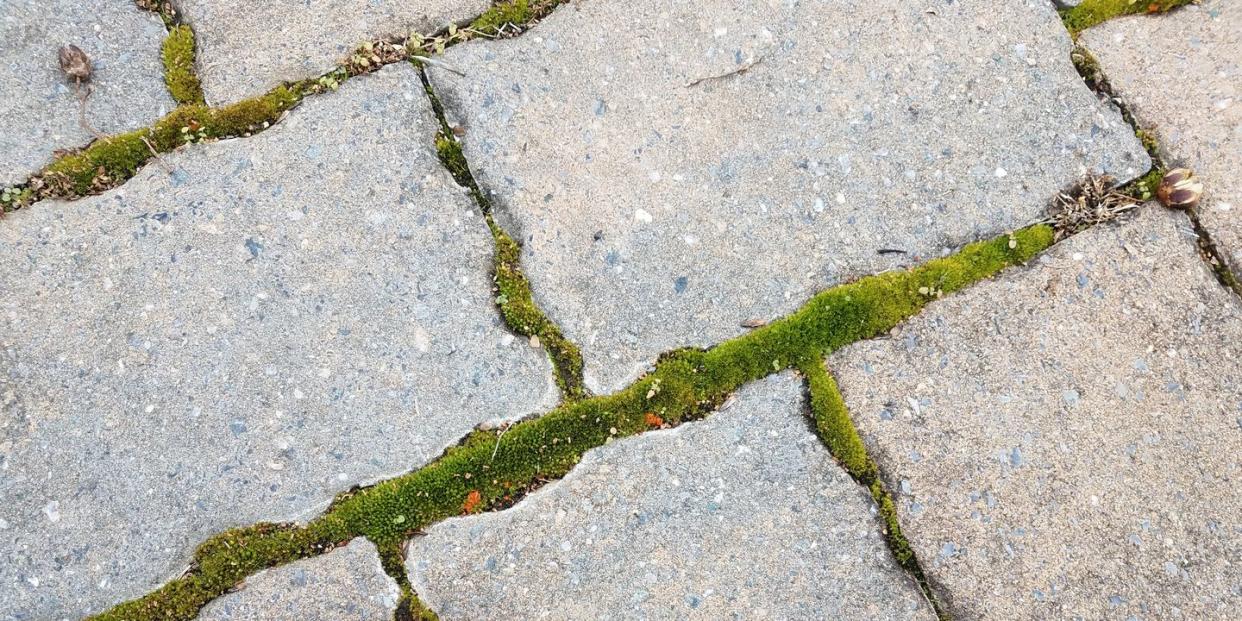 green moss plants growing in cracks of grey stone tiles on ground