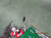 <p>A cockroach and litter on landing. (Life in prison: Living conditions report) </p>