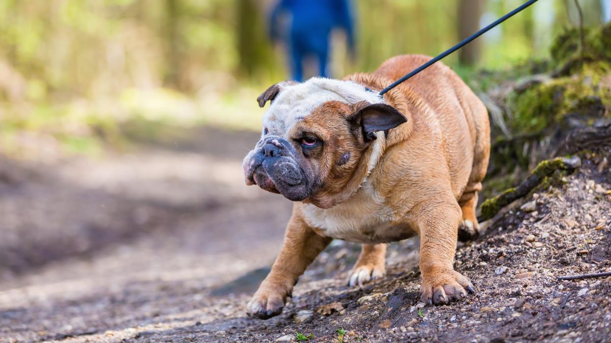  English Bulldog in a forest refusing to move. 