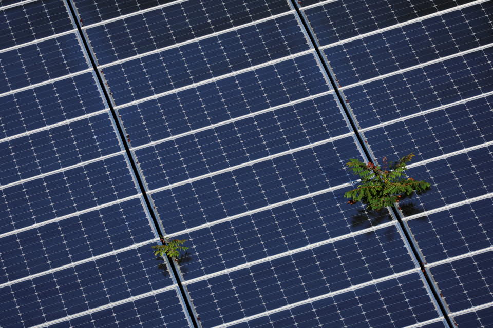 Plants grow through an array of solar panels in Fort Lauderdale, Florida, U.S., May 6, 2022.   REUTERS/Brian Snyder