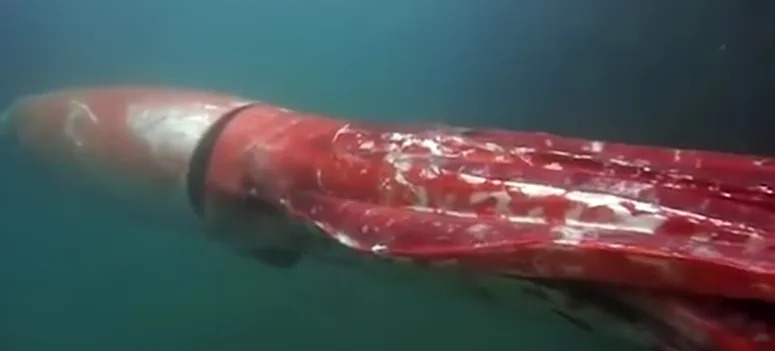 rare-giant-squid-christmas-eve-japan-video