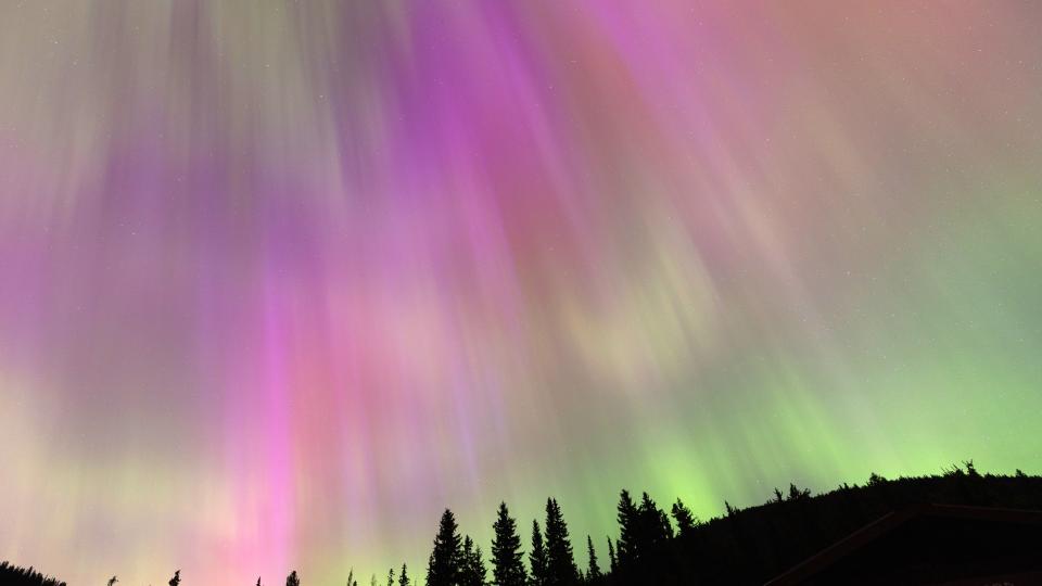     Bunte Lichtflächen in Grün, Rosa und Rot tanzen am Nachthimmel über den Silhouetten immergrüner Bäume. 