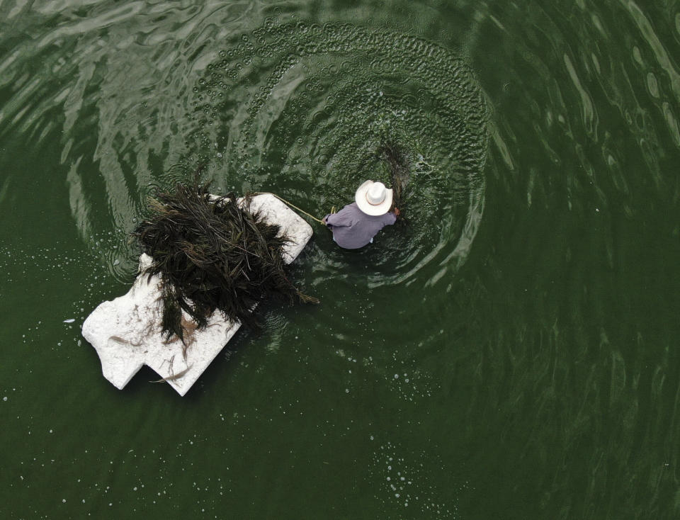Juan Hernandez collects ahuautle, or the eggs of the Axayacatl, a type of water bug, on Lake Texcoco, near to Mexico City, Tuesday, Sept. 20, 2022 For Hernandez, a farmer from San Cristóbal Nezquipayac, cultivating and collecting the tiny insect eggs is a way of life. (AP Photo/Fernando Llano)