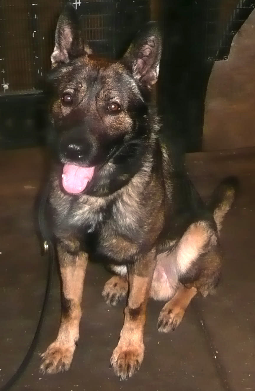 In this undated photo provided by the New York City Police Department, Caeser, the NYPDâs newest police dog is shown. The 4-year-old German shepherd, who served three tours of duty overseas, will be patrolling the New York City subways with Officer Juan Rodriguez. The Defense Department has long made some of its retired dogs available to law enforcement agencies, but the NYPD hasn't had one before. (AP Photo/NYPD)