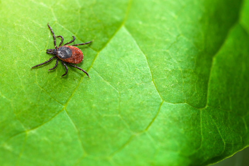 What are the signs and symptoms of Lyme diseaese? There are more than you think. 