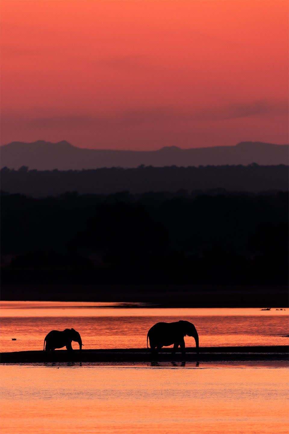 South Luangwa National Park, Zambia