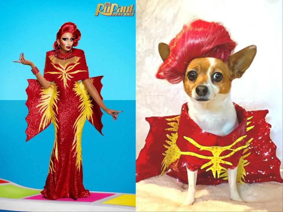 Meet RuPaul\u2019s Four-Legged Doppelganger RuPawl