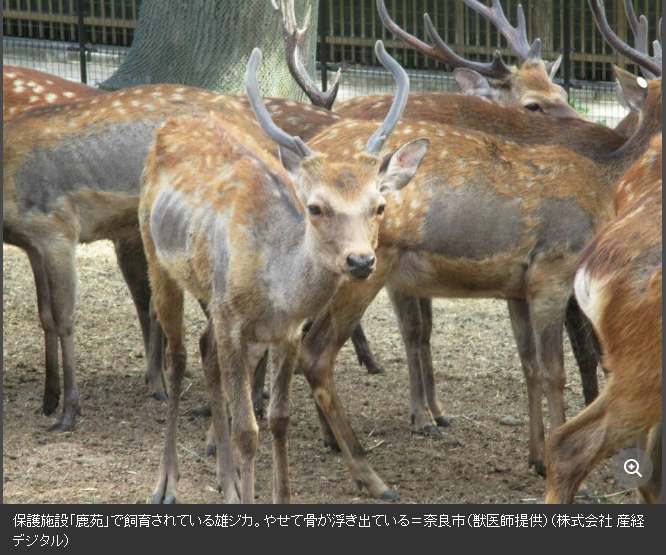 獸醫師出示相關影像，顯示多頭鹿已出現毛皮嚴重脫落，甚至骨瘦如柴的狀況。（翻自日本雅虎）