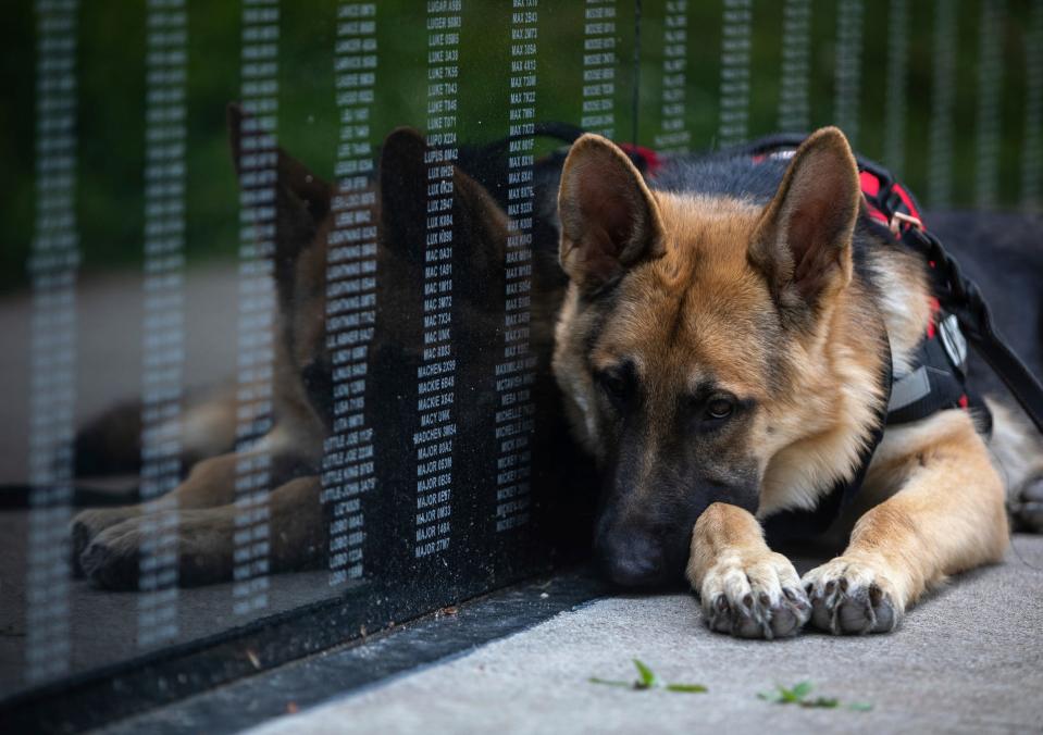 Cassi, a 6-month-old German shepherd, lays next to a Vietnam K-9 Memorial Hall memorial inside the Michigan War Dog Memorial in South Lyon on June 14, 2023.