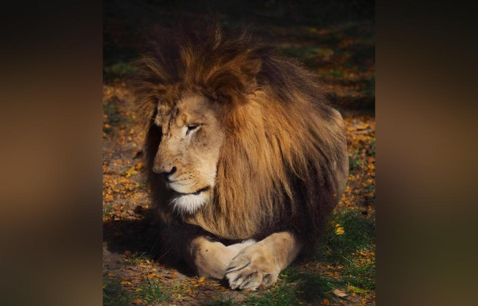 Indianapolis US zoo lioness suffocated the father of her three cubs, Nyack.