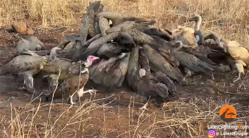 獵豹被嚇跑，禿鷹群開始啃食高角羚。（圖／翻攝自YouTube）