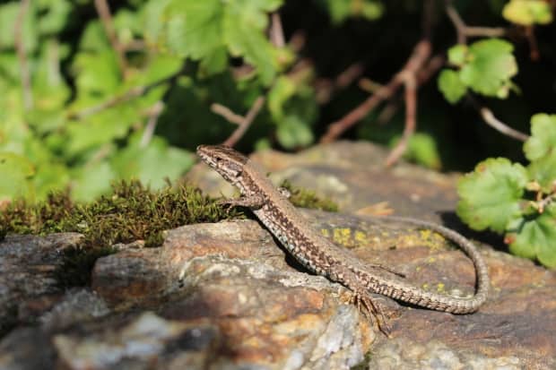 The common wall lizard, seen in a file photo, was introduced to southern Vancouver Island in 1967. They're now estimated to number in the hundreds of thousands, and have been spotted eating pollinating bees and newborn garter snakes. (Shutterstock / RukiMedia - image credit)