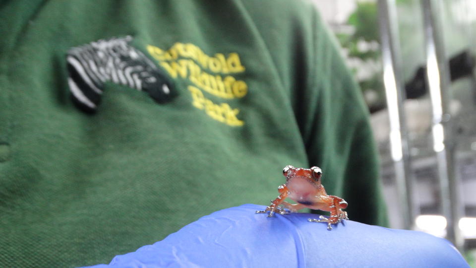 Cinnamon froglet sat on the hand of a reptile keeper