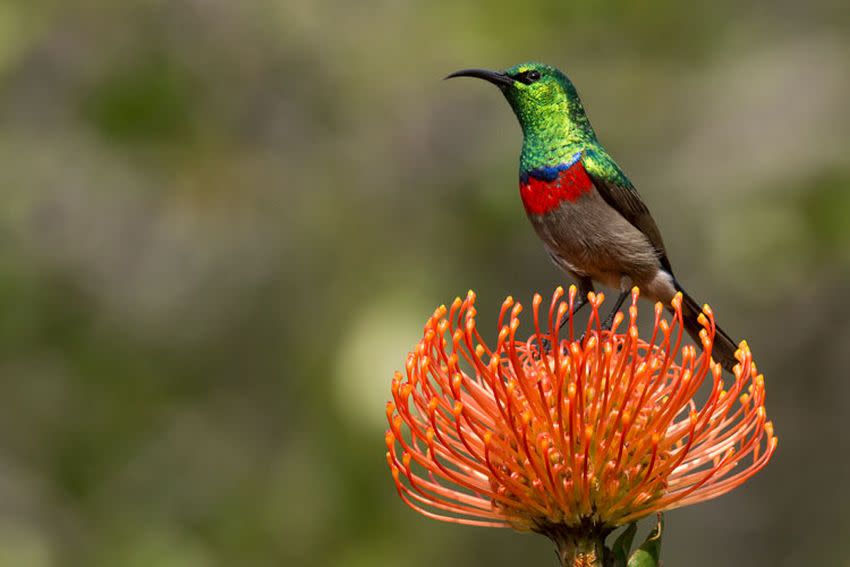 Las poblaciones de pájaros del sol de doble collar de África oriental han estado aisladas unas de otras durante cientos de miles. Sin embargo, aunque casi no se distinguen en el plumaje, algunos de estos linajes de aves han alterado mucho sus cantos, mientras que otros no | UC Berkeley