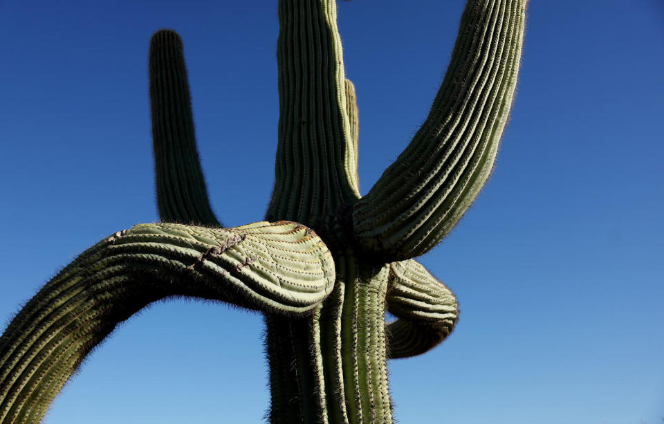 Image: A saguaro cactus with a ruptured arm in the Sonoran Desert in Arizona on Aug. 4. The iconic cacti are under stress because of extreme heat. (Mario Tama / Getty Images file)