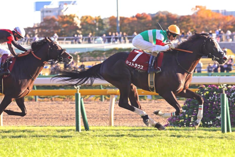 Strauss, seen winning the Tokyo sports Hai Nisai Stakes, is among the favorites in Sunday's Grade 1 Hanshin Futurity. Photo courtesy of Japan Racing Association