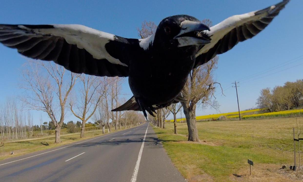 <span>Cyclists are the number one target of a swooping magpie, according to MagpieAlert, a public database of attacks in Australia.</span><span>Photograph: GPLama/Shutterstock</span>