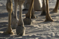 Camels take people on a tour in Mesaieed, Qatar, Nov. 26, 2022. Throngs of World Cup fans in Qatar looking for something to do between games are leaving Doha for a classic Gulf tourist experience: riding a camel in the desert. But the sudden rise in tourists is putting pressure on the animals, who have almost no time to rest between each ride. (AP Photo/Ashley Landis)