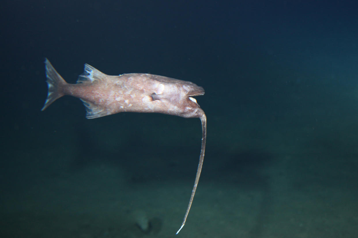 Un pez anzuelo de cabeza avistado por investigadores japoneses en el occidente del océano Pacífico norte en 2011. (Agencia Japonesa para la Ciencia y Tecnología Marítimo-Terrestre vía The New York Times). 