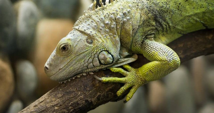 佛州太冷連綠鬣蜥也受不了，紛紛從樹上掉落。（圖／Pixabay）　