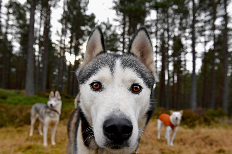 <p>Huskies wait for practice at a forest course ahead of the Aviemore Sled Dog Rally on Jan. 24, 2017, in Feshiebridge, Scotland. (Photo: Jeff J Mitchell/Getty Images) </p>