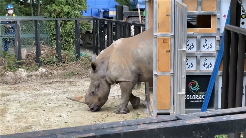 艾瑪剛抵東武動物公園新家，好奇走出箱籠認識新環境，隨後自己步入欄舍中。（圖／六福旅遊集團提供）