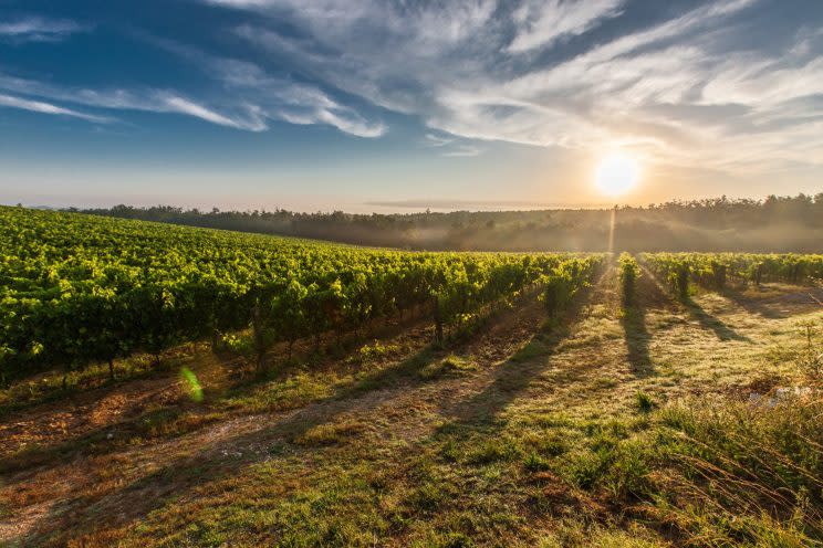 Grape fields