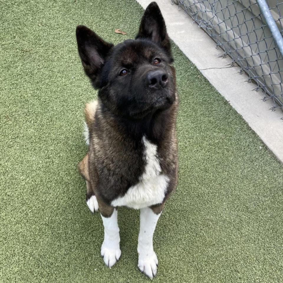 His name is Moose and he is a dog. Moose is a beautiful full-grown big boy who would be a good-looking security system. Moose does not like cats or farm animals and kids in the home should be 13 or older. He would do best as the only dog in the home. He’s never met an actual moose, so we’re not sure how he feels about those. He is house trained, good with a leash and knows his basic commands. If you understand Akitas, Moose is your guy. And now until July 31, his adoption fee is only $20.23. Come visit him by dropping by SPCA Florida.