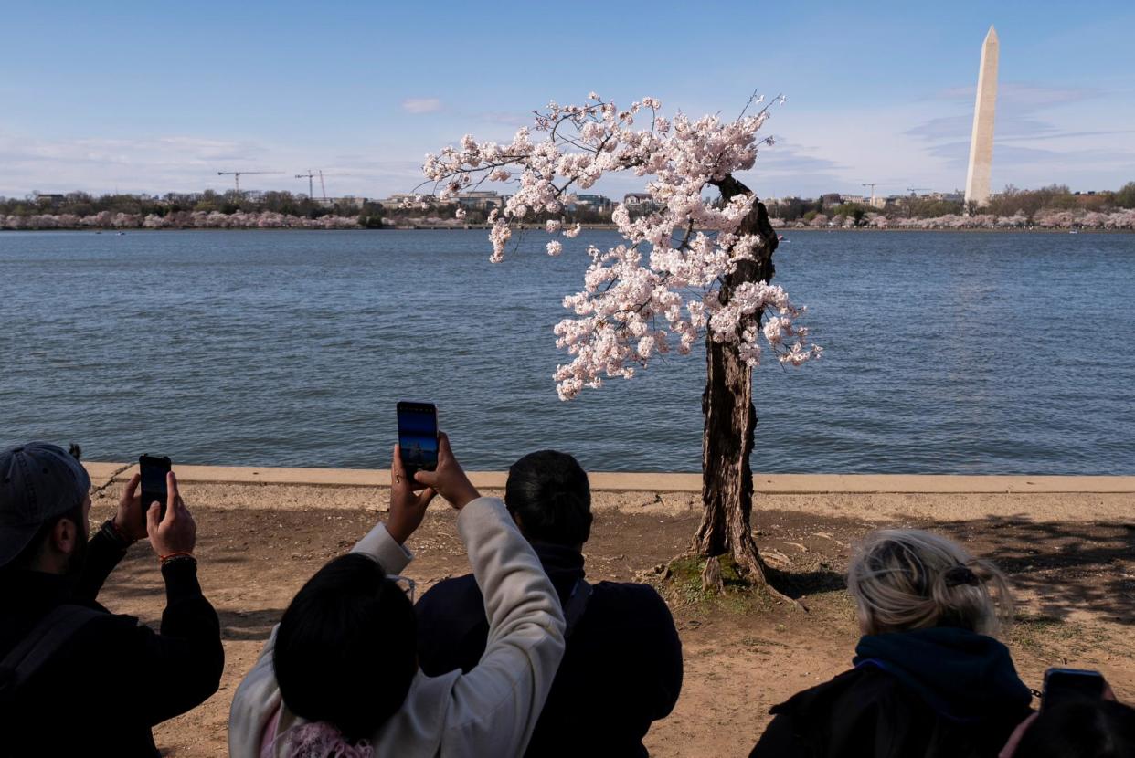 <span>Visitors photograph a cherry tree affectionally nicknamed 'Stumpy' as cherry trees enter peak bloom this week in Washington DC.</span><span>Photograph: Andrew Harnik/AP</span>