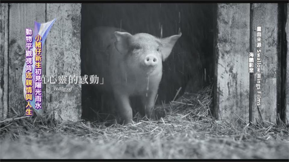 紀錄片「農場我的家」  極地冒險 動物視角看世界