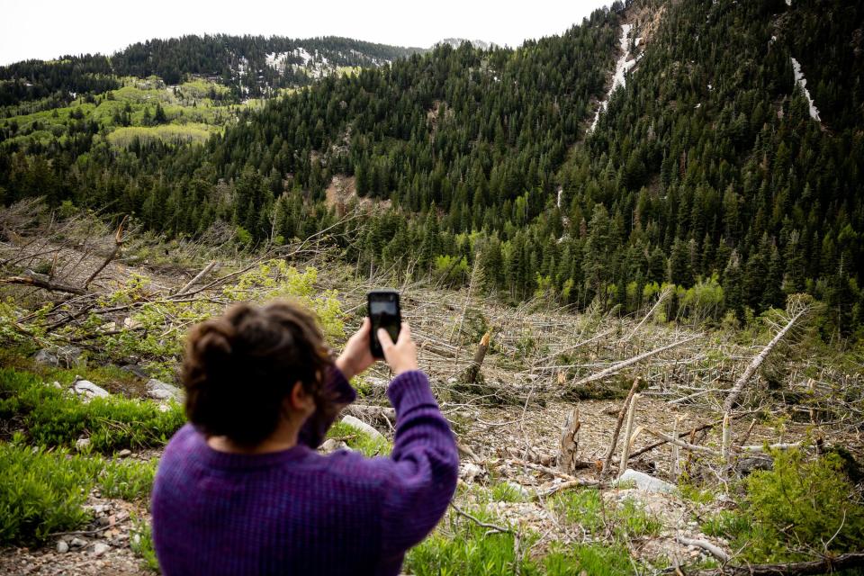 Cayce Clifford, who is visiting from Berkeley, Calif., stops to photograph trees that were flatted by an avalanche in the Maybird Gulch slide path in Little Cottonwood Canyon in Salt Lake County on Thursday, June 1, 2023. | Spenser Heaps, Deseret News