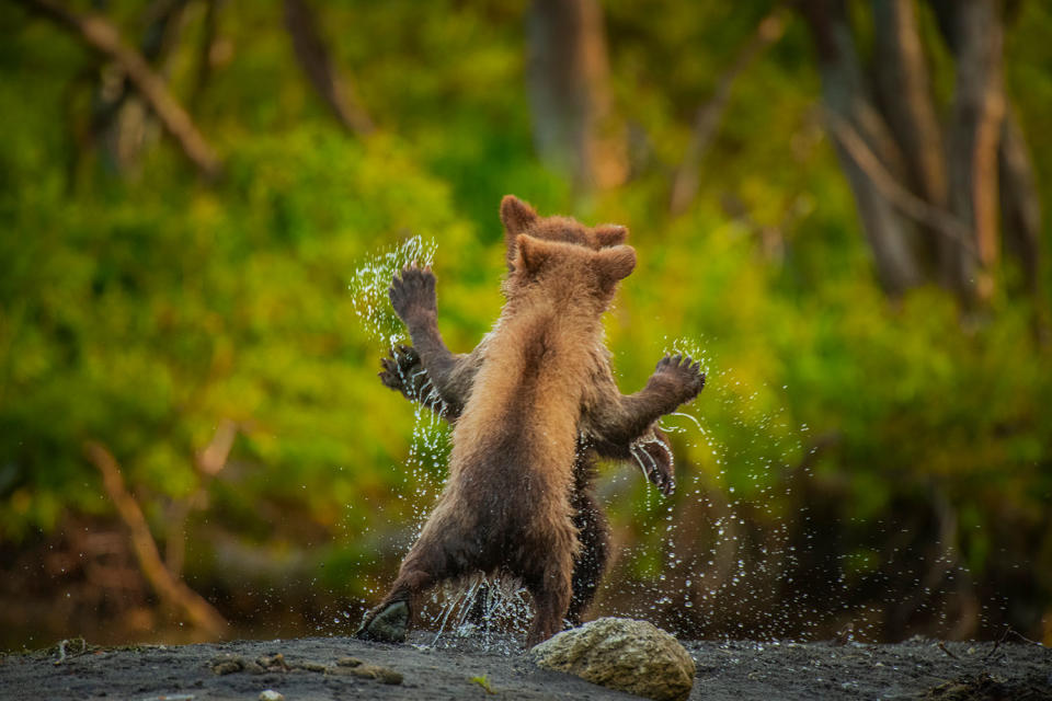 <p>"Two Kamchatka bear cubs square up for a celebratory play fight having successfully navigated a raging torrent (small stream!)," he writes. </p>