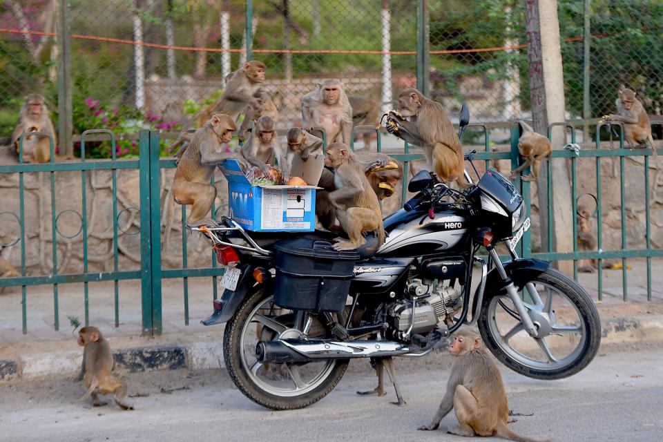 Monkeys get on a motorcycle to eat fruits from a box during a government-imposed nationwide lockdown as a preventive measure against the COVID-19 coronavirus in New Delhi on April 10, 2020.(Photo by MONEY SHARMA/AFP via Getty Images)