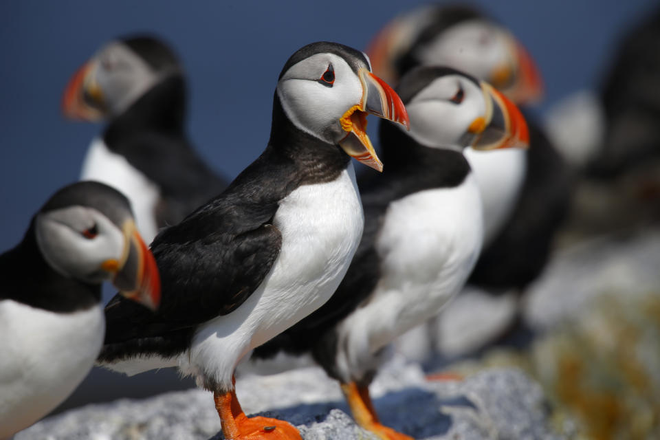FILE-In this July 19, 2019 file photo an Atlantic puffins congregate on Eastern Egg Rock, a small island off the coast of Maine. Decades of conservation work have brought the state's population of the birds to about 1,300 pairs that nest on Maine islands. (AP Photo/Robert F. Bukaty, files)