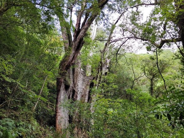拉拉山內已測量完成的巨木有24株，分別為23棵紅檜、1棵扁柏。   圖：新竹林區管理處／提供