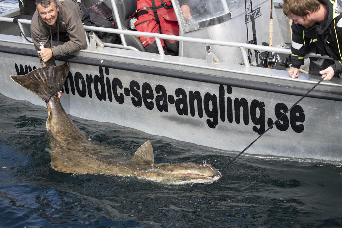 Norwegian halibut fishing  Talk Sea Fishing - Sea Angling Forums & Catch  Reports