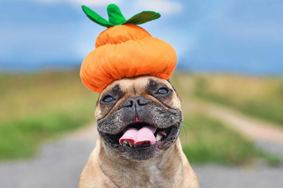 Pumpkin Facts (Getty Images / iStockphoto)