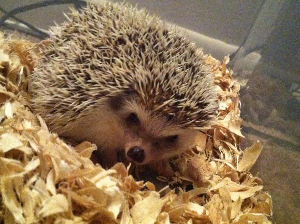 As Ellie the hedgehog exercised, she logged steps on her owner's pedometer. (Photo: Courtesy of Rachel )