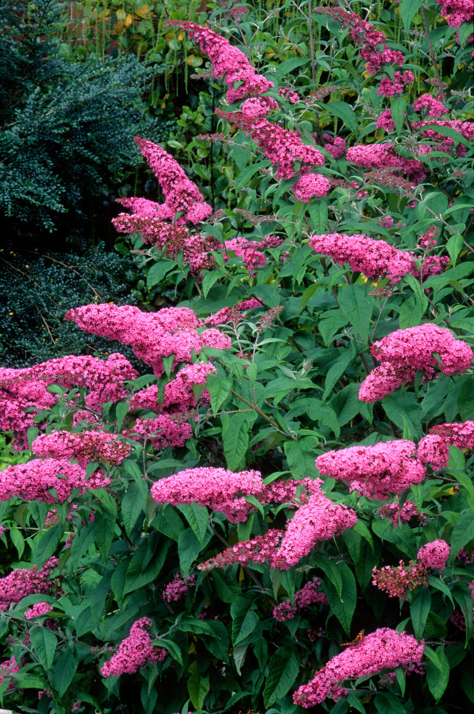 BUDDLEJA DAVIDII