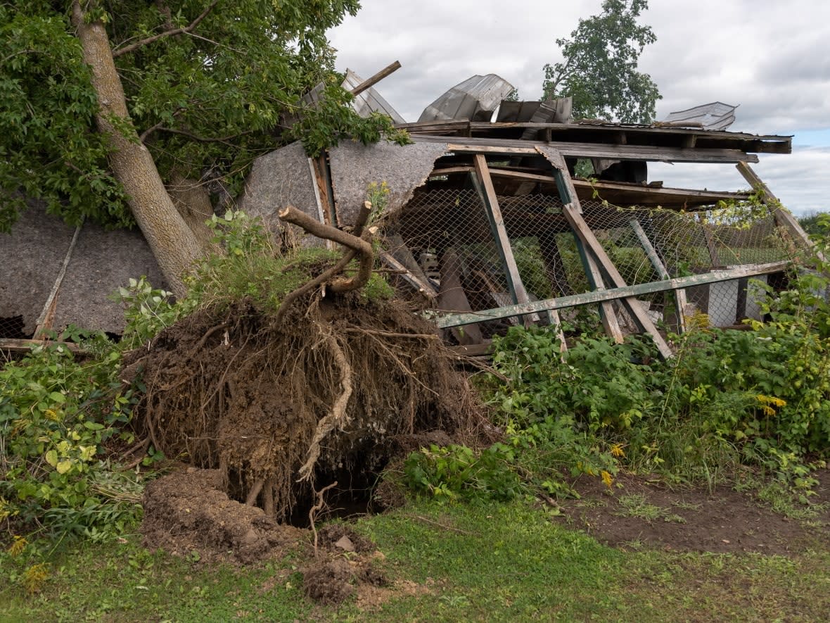 An uprooted tree and smashed structure in rural south Ottawa's community of Richmond on Sept. 1, 2022. (Alexander Behne/CBC - image credit)