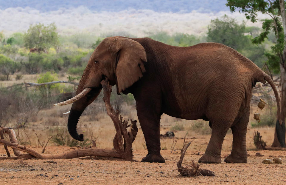 An elephant affected by the worsening drought due to failed rain seasons, stands inside the Mgeno conservancy in Mwatate Sub-County, Taita Taveta County, Kenya November 8, 2022. REUTERS/Thomas Mukoya