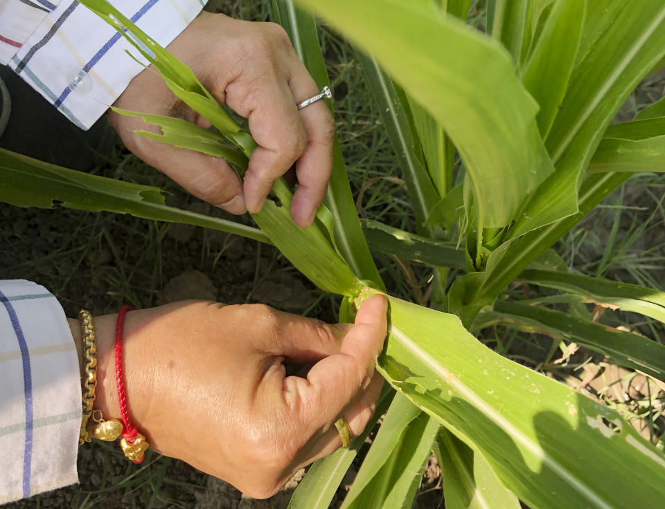 In this March 13, 2019, photo, Uraporn Nournart, a field expert at Thailand’s agriculture ministry, points to plants affected by the fall armyworm in Tha Muang, Thailand. The pest is munching its way through corn fields around the globe, raising alarm over damage to crops as it spreads into areas that may lack its natural enemies. (AP Photo/Elaine Kurtenbach)