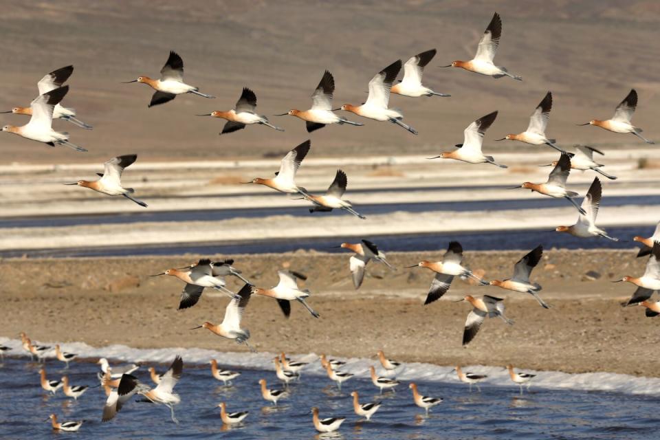 Birds fly over a body of water